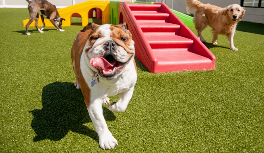 Everything You Need To Know Before Opening a Dog Daycare Franchise